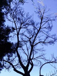 Low angle view of bare trees against sky