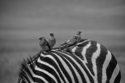 4 birds perched on the back of a zebra in ngorongoro crater, tanzania. 