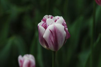 Close-up of pink flowers