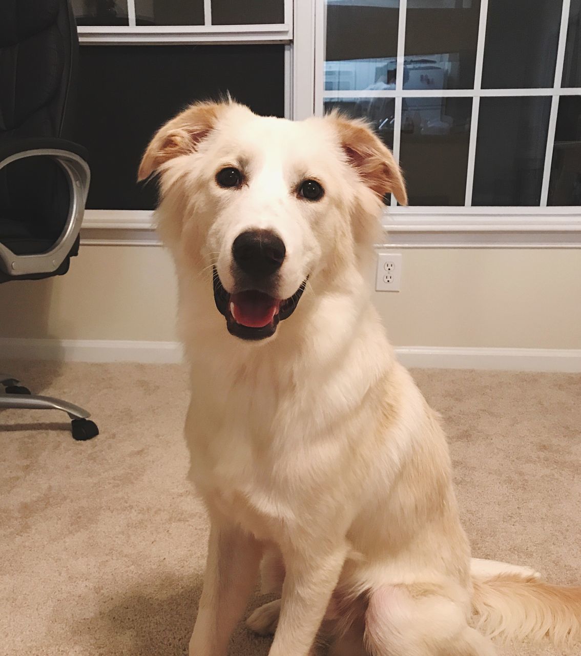 one animal, pets, animal themes, dog, mammal, domestic animals, indoors, home interior, looking at camera, sitting, portrait, day, no people, close-up