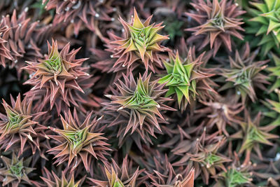 Full frame shot of plants