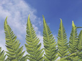 Low angle view of pine trees against sky