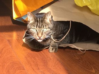 Close-up portrait of a cat lying down