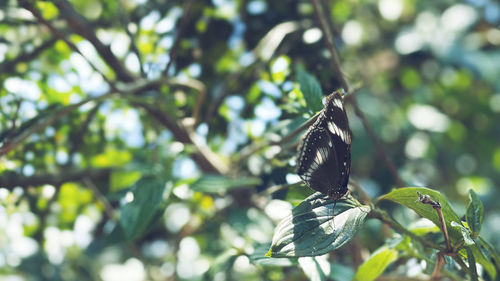 Butterfly perching on a plant