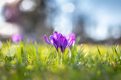 Close-up of purple crocus flowers on field