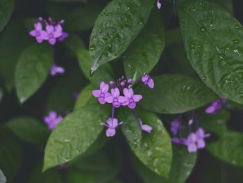 Close-up of water drops on purple flowering plant