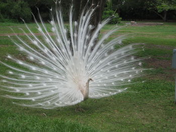Close-up of peacock feather on field