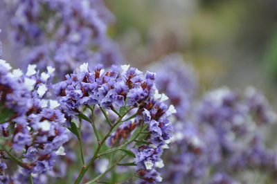 Close-up of purple flowering plant
