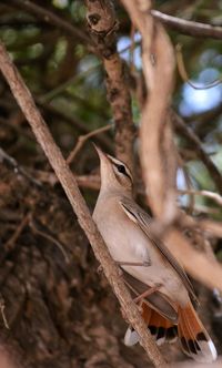 Close-up of bird perching on tree