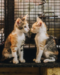 Close-up of cats sitting in cage