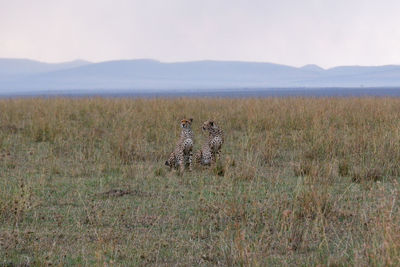 Cheetah on field against sky