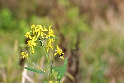 Close-up of insect on plant