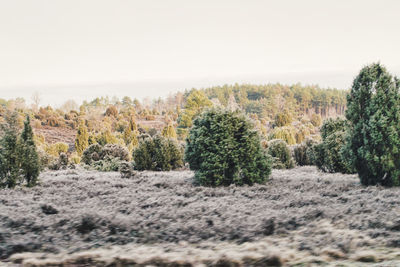 Trees on field against clear sky