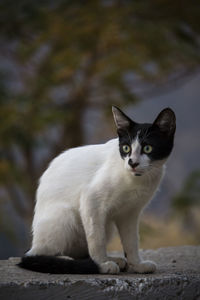 Portrait of cat sitting outdoors