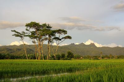 Rice field and trees with mountains in the background