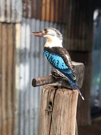 Kookaburra