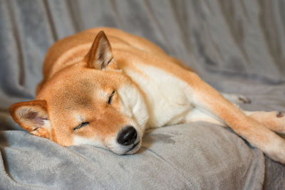 Cute red shiba inu dog sleeping on grey sofa at home. close-up. happy cozy moments of life