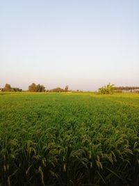 Scenic view of agricultural field against clear sky