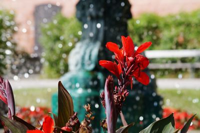 Close-up of red flowers growing on plant