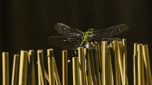 Close-up of dragonfly perching