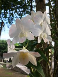 Close-up of fresh white flowers blooming on tree