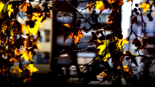 Close-up of yellow leaves hanging on tree