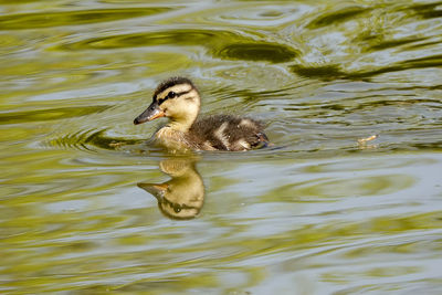 Duck swimming in a lake