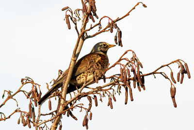 Low angle view of birds perching on bare tree against sky