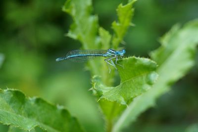 Close-up of dragonfly on leaf