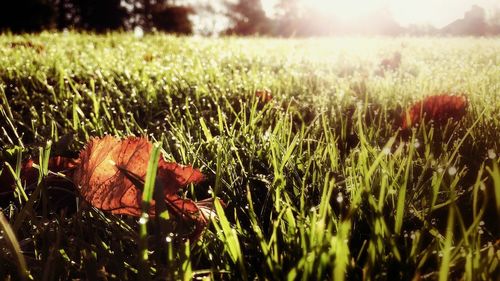 Close-up of plants growing on grassy field