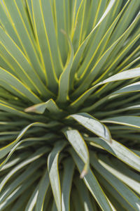 Full frame shot of palm tree