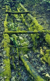 Full frame shot of green leaves