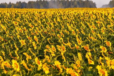 Agricultural field, yellow sunflowers. morning summer scene. oil manufacturing, flowers sideways