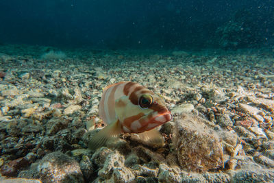 Blacktip grouper in the red sea, dahab sinai egypt a.e