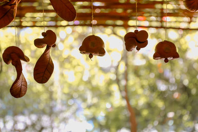 Close-up of fruits hanging on tree