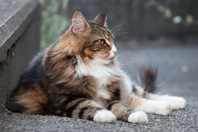 Norwegian forest cat laying on the floor