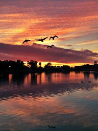 Silhouette birds flying over lake against sky at sunset