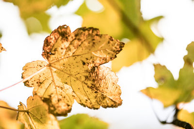 Close-up of dried leaves on plant