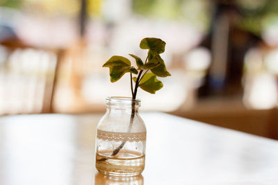 Close-up of flower vase on table