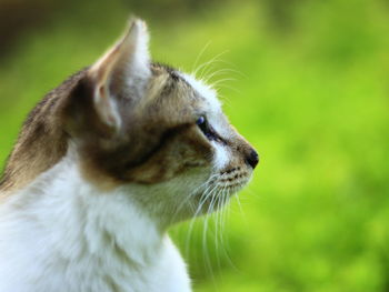 Close-up of a cat looking away