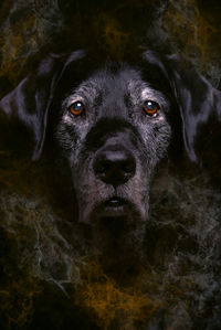 Portrait of black dog