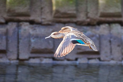 Bird flying in the water