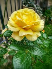 Close-up of yellow rose blooming outdoors