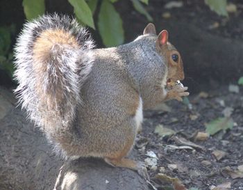 Close-up of squirrel