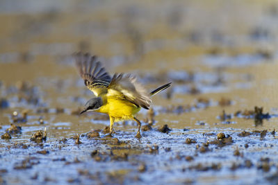 Bird flying over water