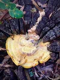 High angle view of mushroom