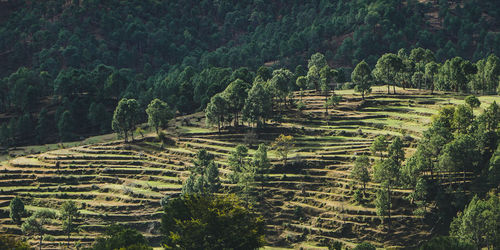 A beautiful landscape of fields in the mountains of almora. a view of how terrace farming