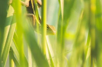 Close-up of lizard on grass