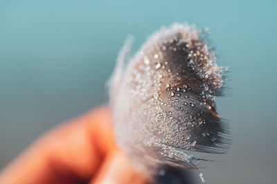 Close-up of insect on hand