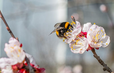 Close-up of bee pollinating flower